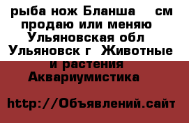 рыба нож Бланша 55 см продаю или меняю - Ульяновская обл., Ульяновск г. Животные и растения » Аквариумистика   